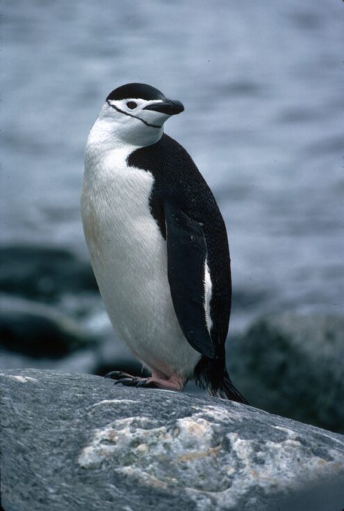 An adult chinstrap penguin standing on a rock looking over its shoulder.