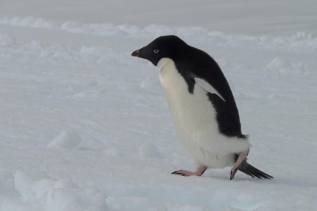 An adelie penguin walking on ice
