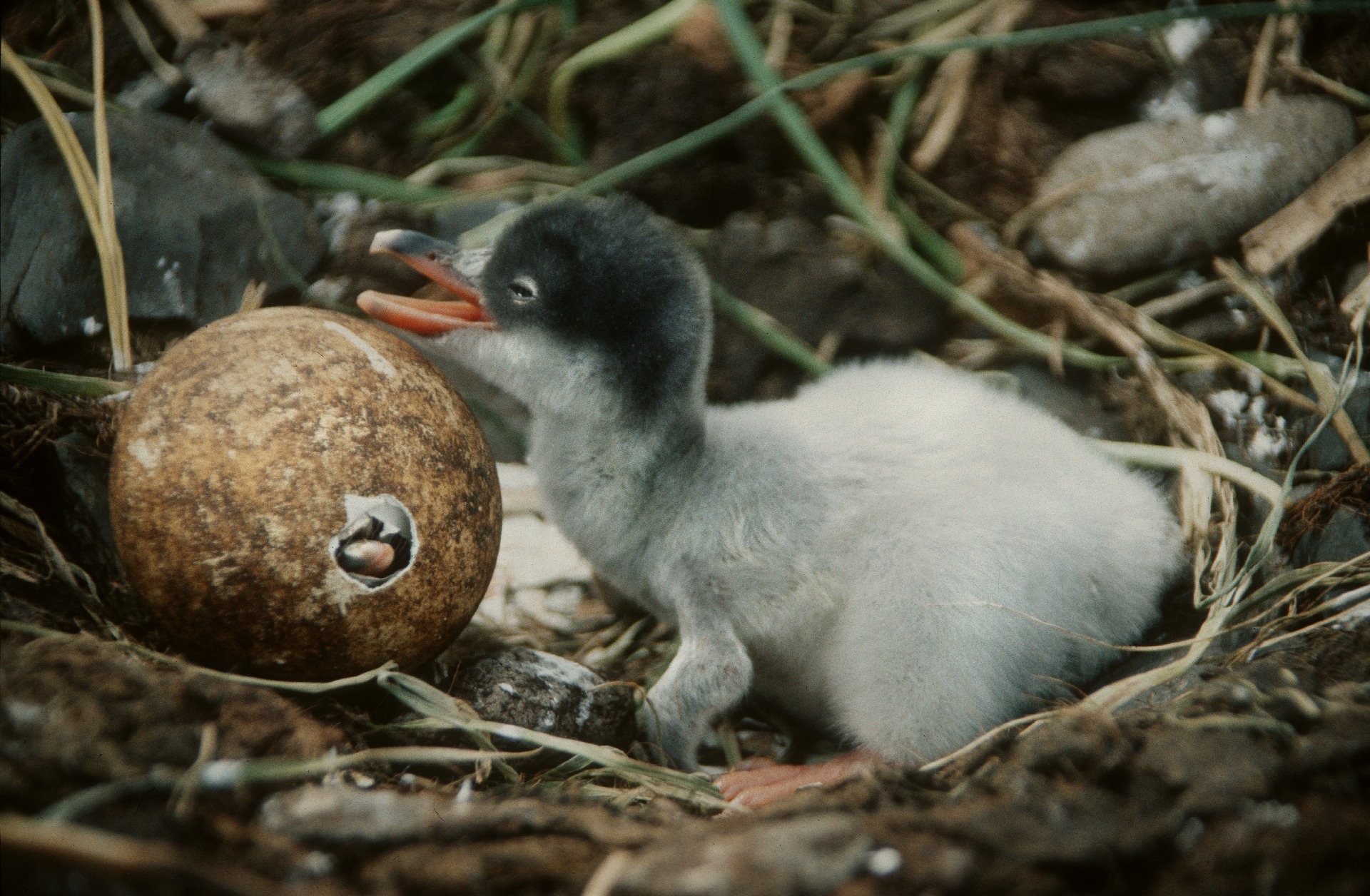 A gentoo penguin chick sitting in a nest of grass and pebbles beside a hatching egg.