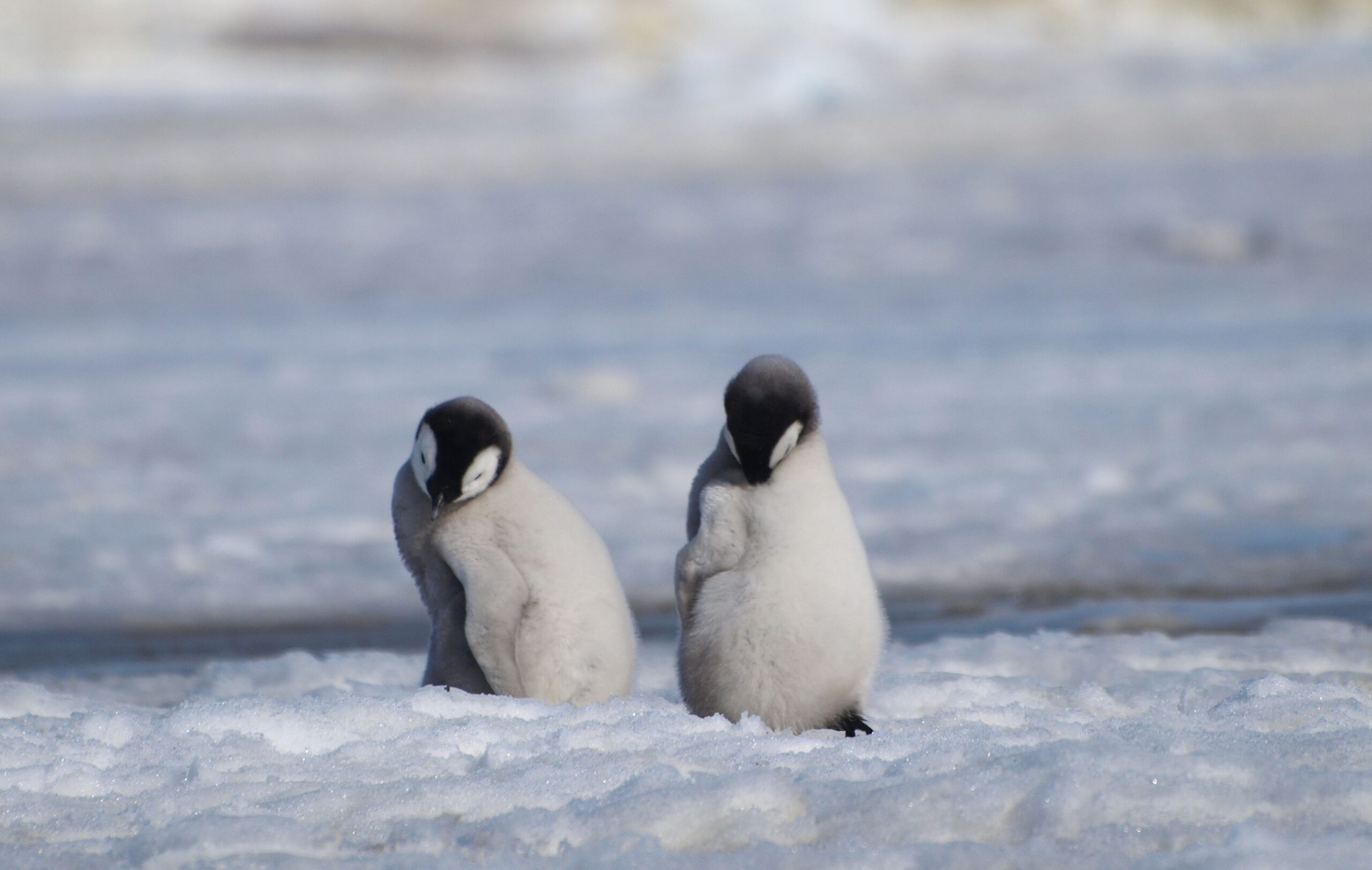 Two emperor penguin chicks pruning their feathers in the snow.