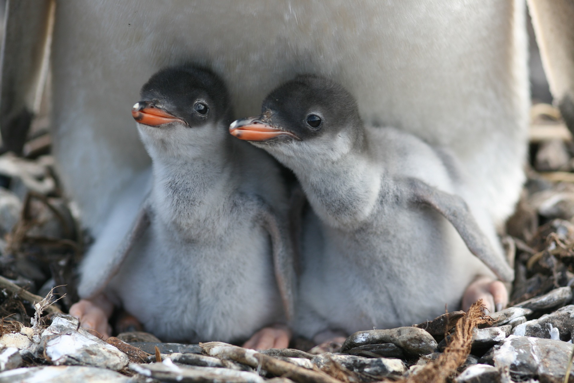 Two gentoo penguin chicks sitting at the feet of their parent and looking left of the camera