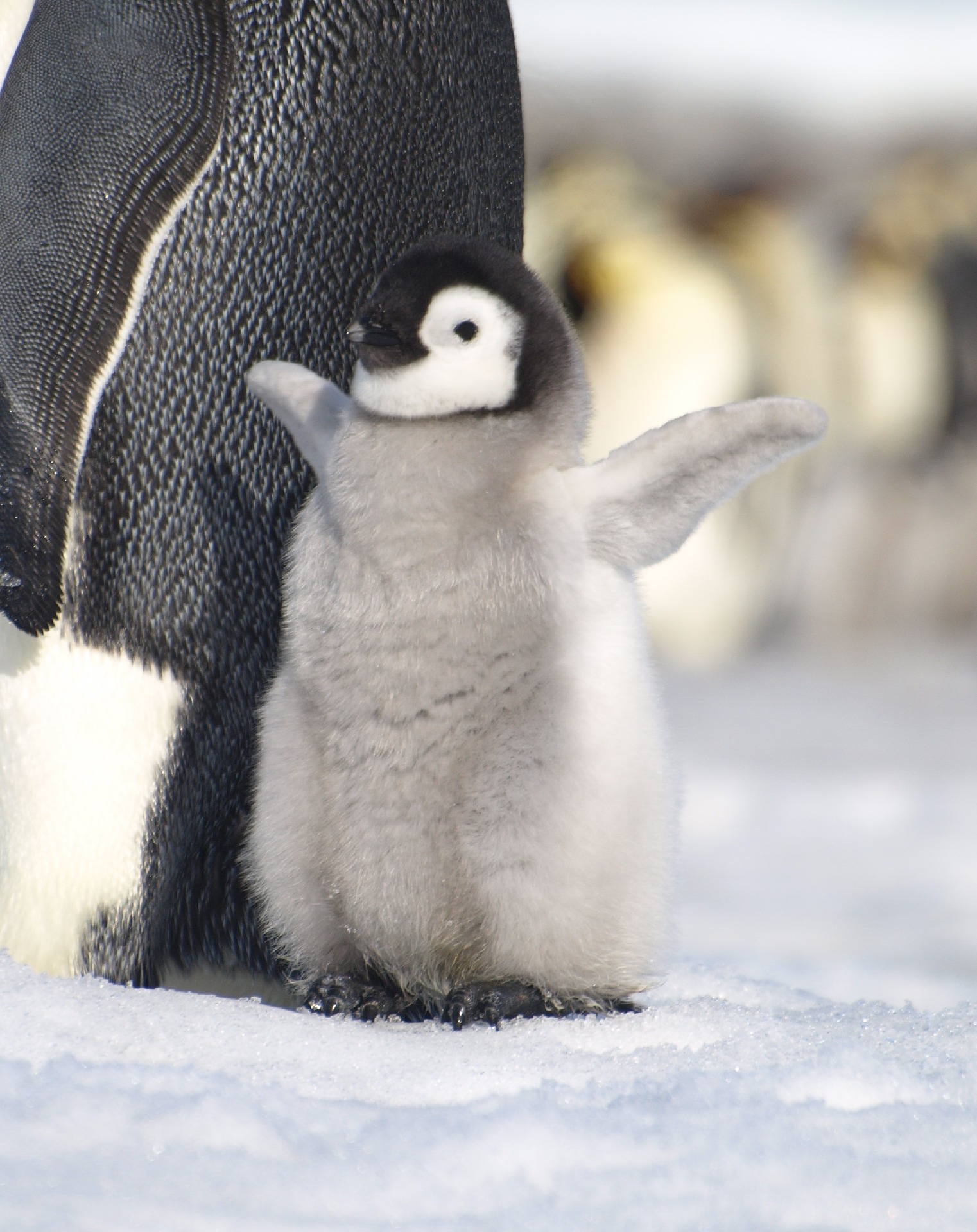 A fluffy penguin chick standing in the snow and waving its arms next to an adult penguin.