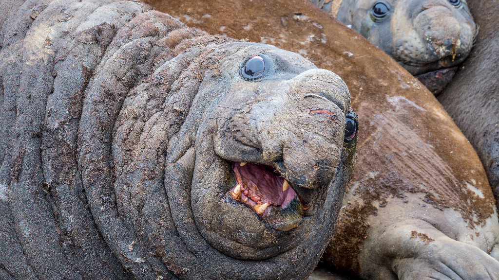 Southern elephant seal lying down looking at the camera, with other elephant seals in the background.