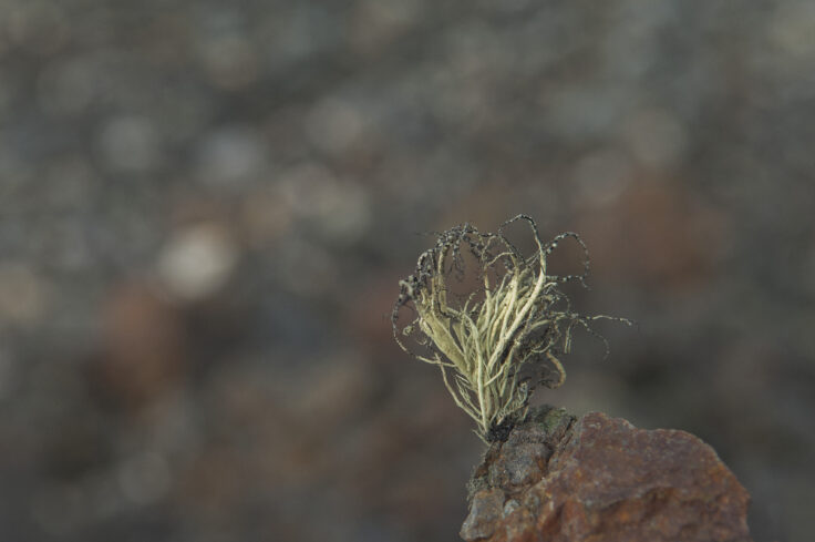 A close up of a small green plant on a reddish rock. 