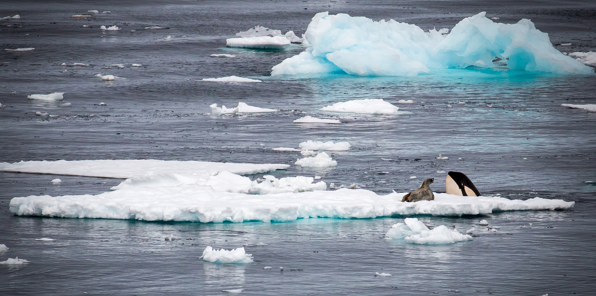 Killer whale peeping its head out the water in Antarctica to look at a seal on the ice.