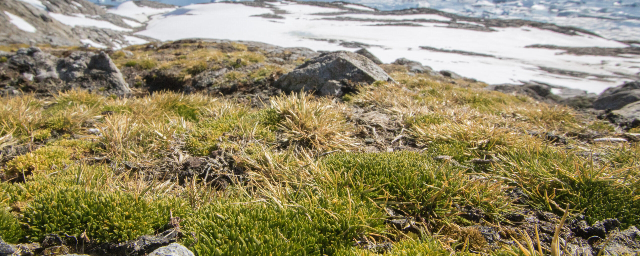 A close-up view of low-growing plants on rocky terrain, with a snow covered plain, water and mountains in the background