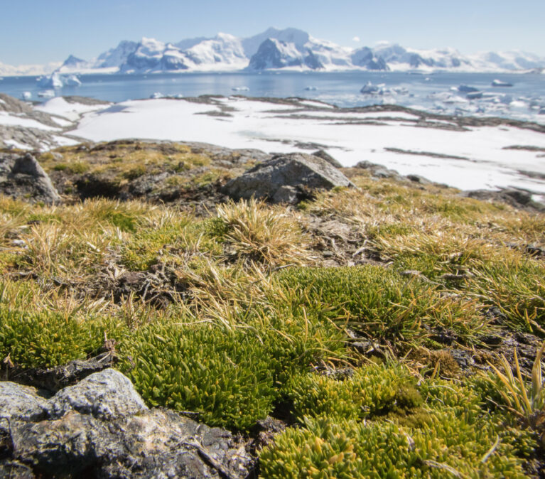 A close-up view of low-growing plants on rocky terrain, with a snow covered plain, water and mountains in the background