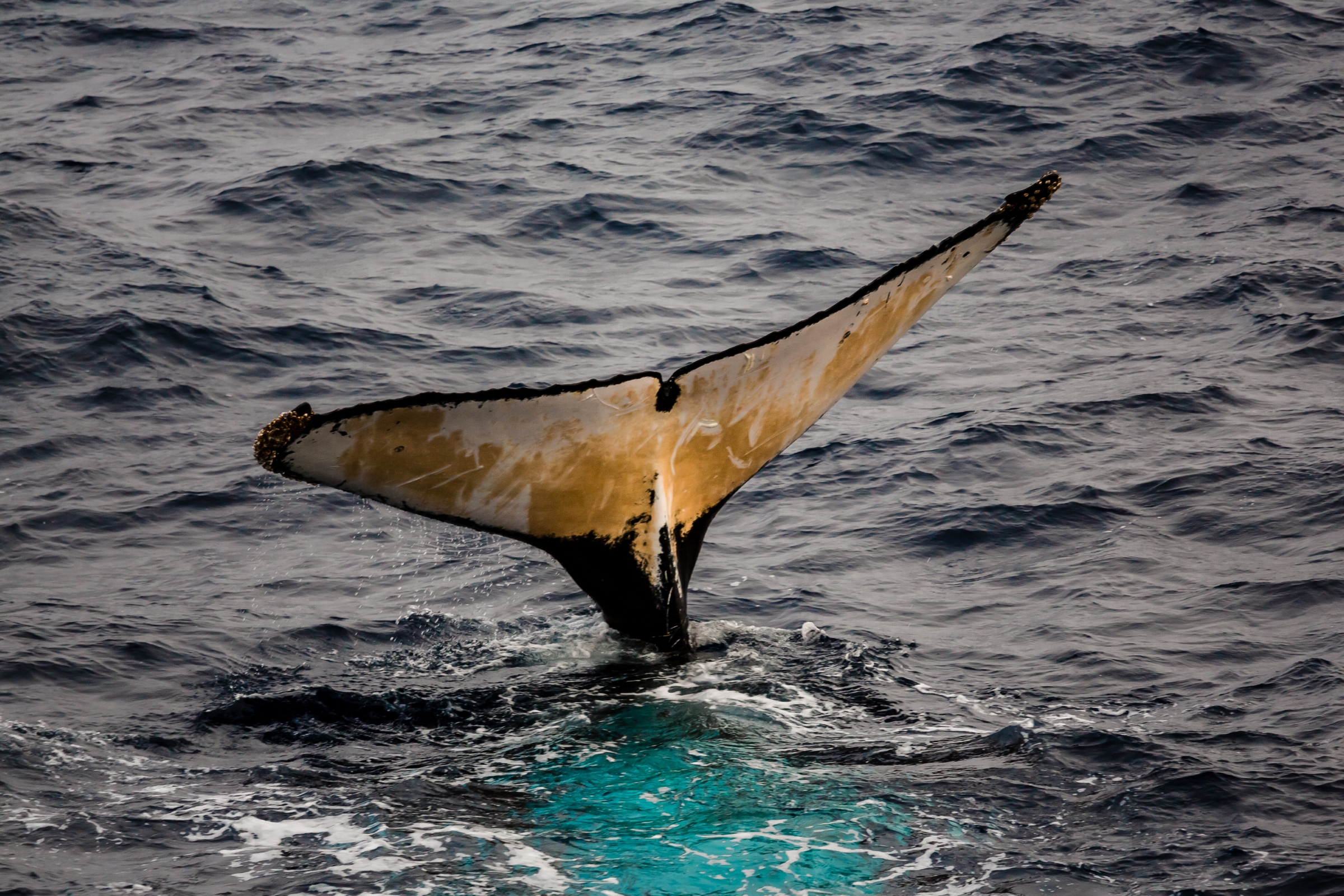 A whale in a body of water