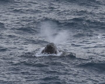 A whale jumping out of the water
