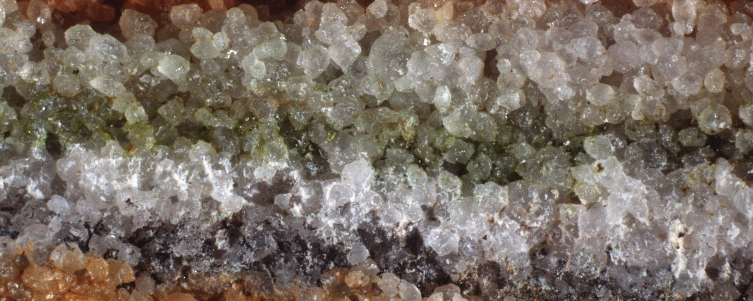 endolithic plant