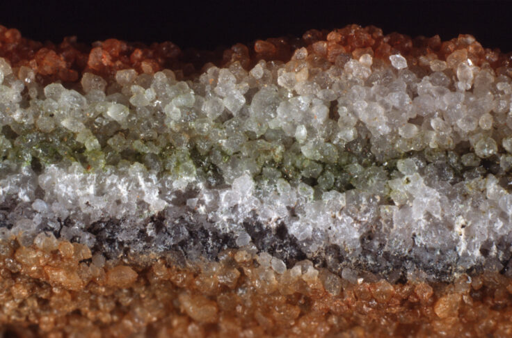 endolithic plant