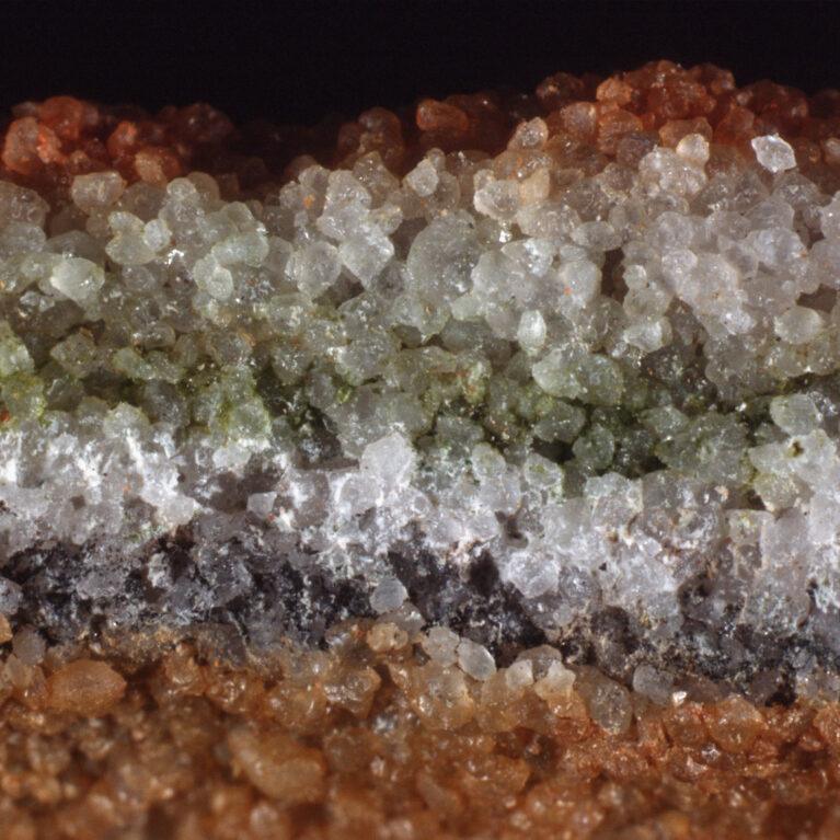 endolithic plant
