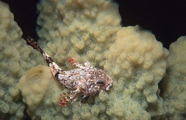 A close up of an animal