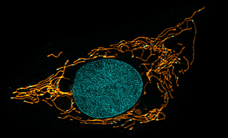 Cell organelles shown using fluorescence microscopy. A roughly circular shape in the middle is surrounded by thin, interconnected strings