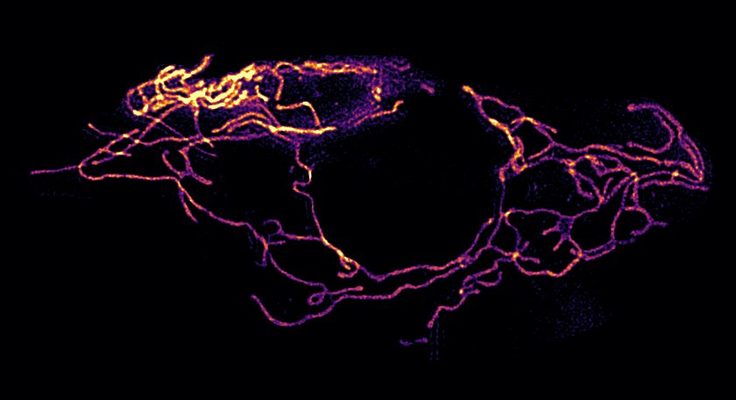 Image of cell mitochondria. A network of interconnected, thin string-like shapes.
