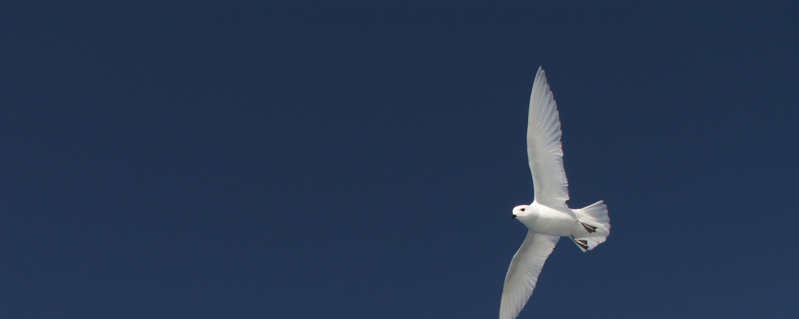 snow petrel
