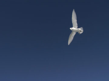 snow petrel