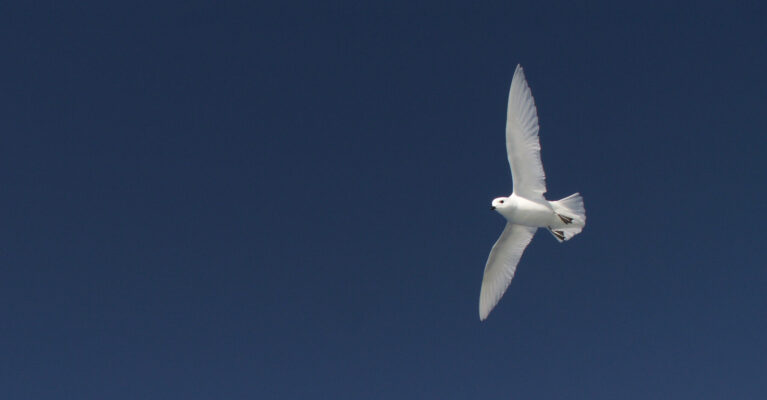 snow petrel