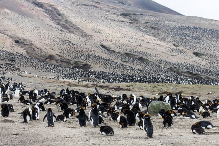 Chinstrap and macaroni penguins nesting on volcanic slopes.
