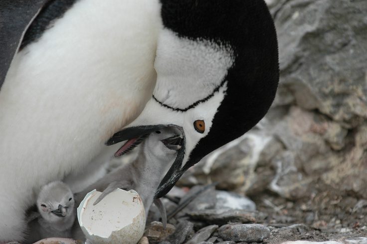 A close up of a penguin
