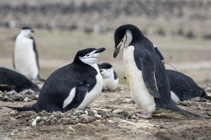 Two chinstrap penguins amongst a colony, one has a satellite tag attached to its back.