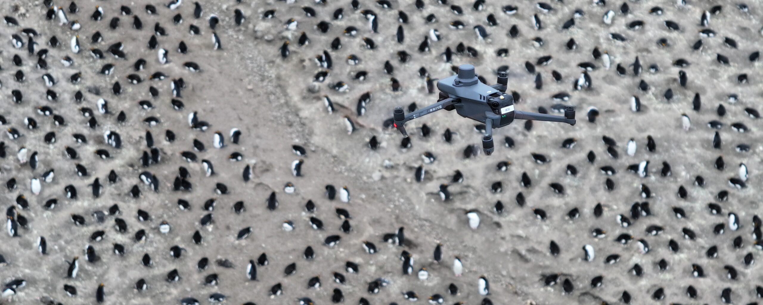 A drone flies above thousands of penguins nesting on an island.