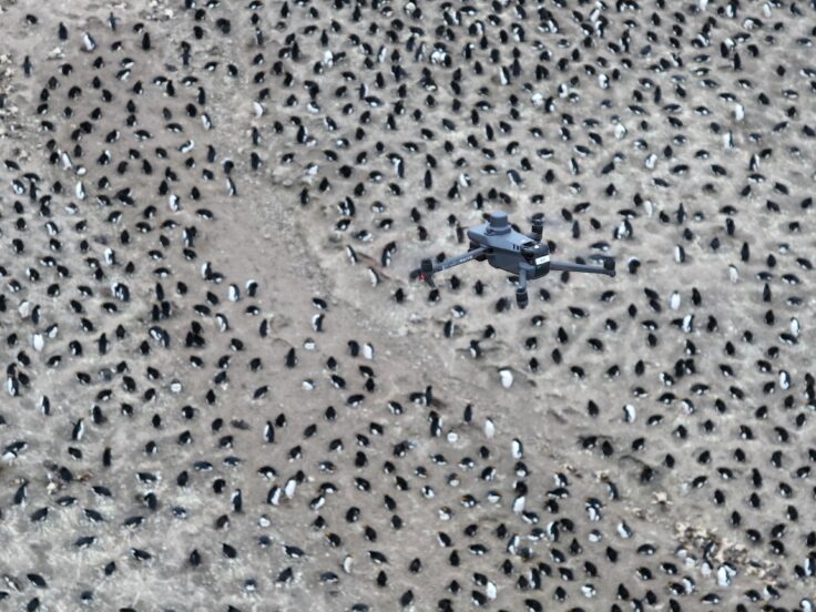 A drone flies above thousands of penguins nesting on an island.