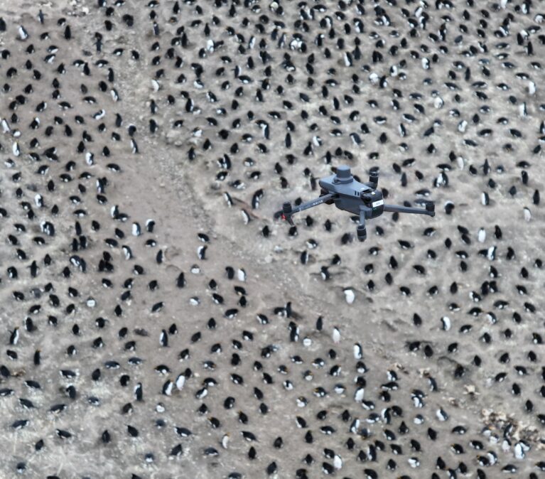 A drone flies above thousands of penguins nesting on an island.