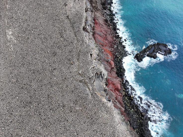 Aerial shot of penguins nesting on a cliff with the sea to the right.