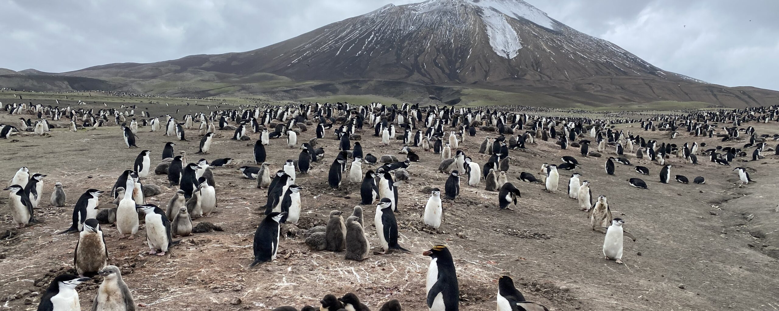 Chinstrap and macaroni penguins at the foot of a volcano with cloud cover