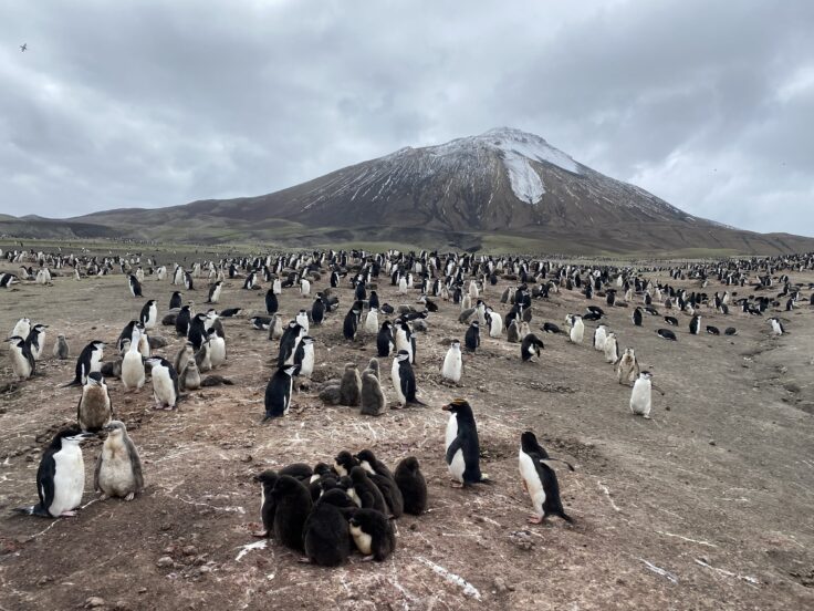 A large number of penguins nesting on the slopes of a volcanic island, with the volcano in the background surrounded by clouds.