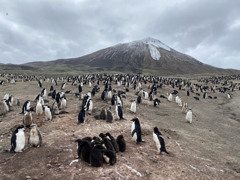 A herd of sheep standing on top of a mountain