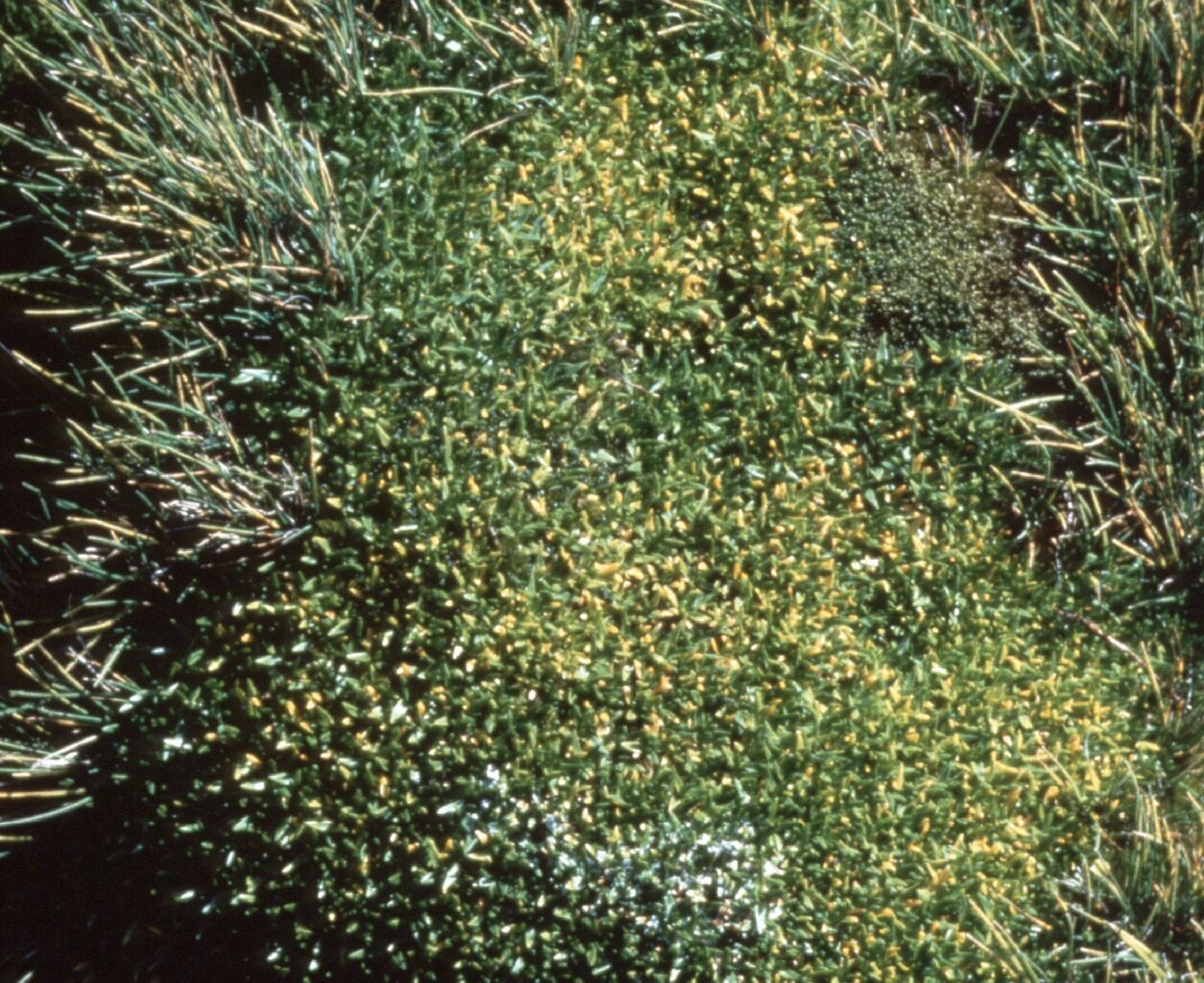 A group of bushes and trees