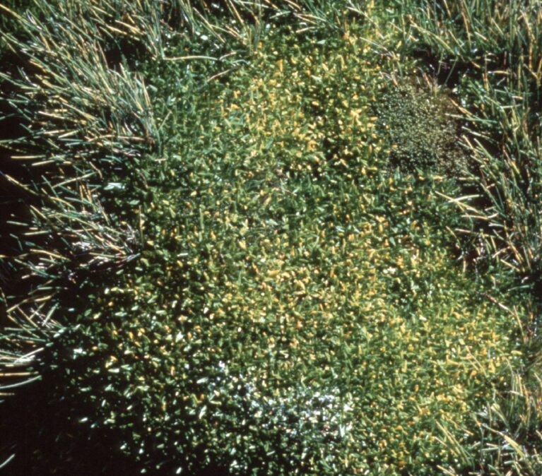 A group of bushes and trees