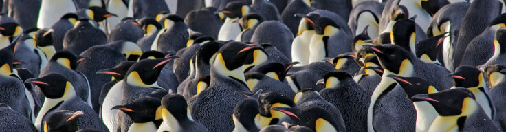 A group of penguins