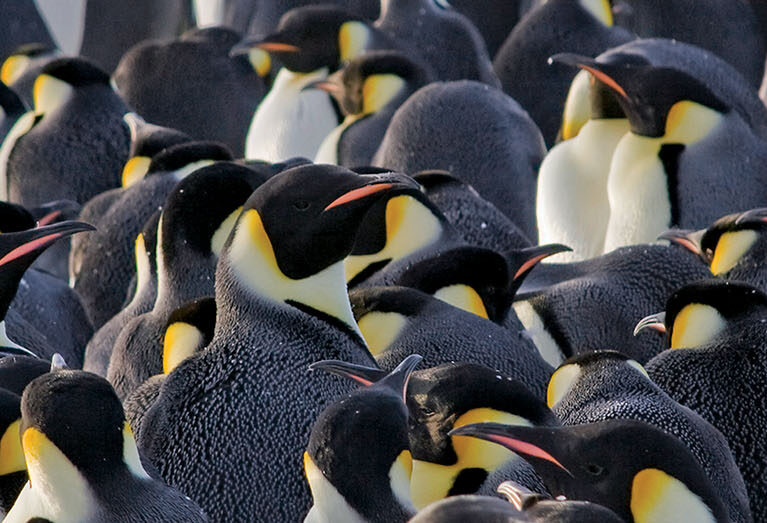A group of penguins