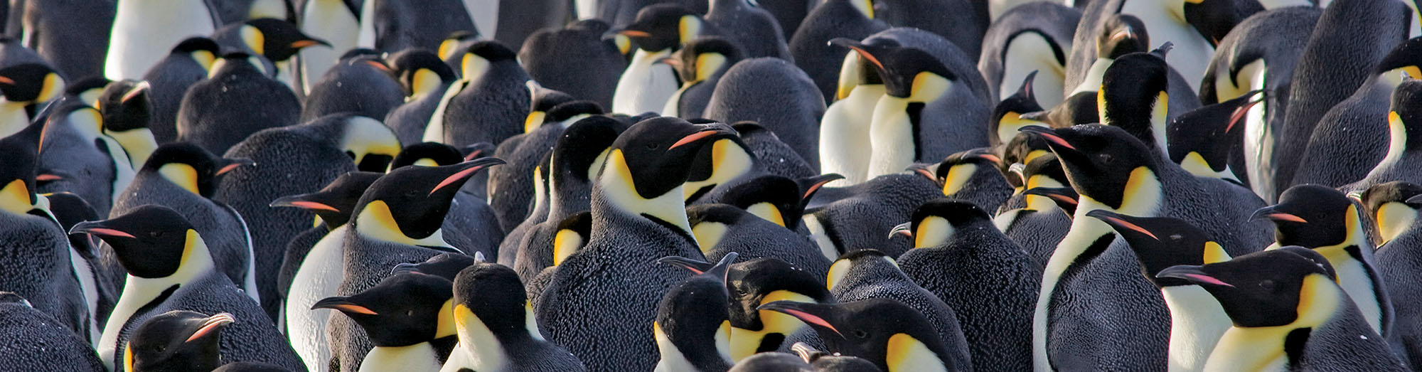 A group of penguins