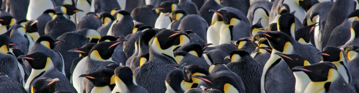 A group of emperor penguins
